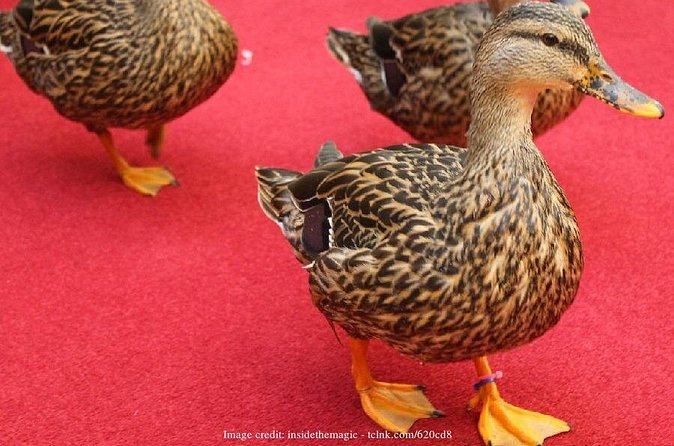 Memphis Music Scene: Private Half-Day Walking Tour - The Peabody Ducks and the Historic Hotel