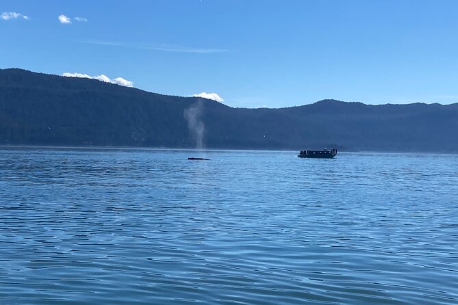 Mendenhall Glacier and Whale Watching Tour - Key Points