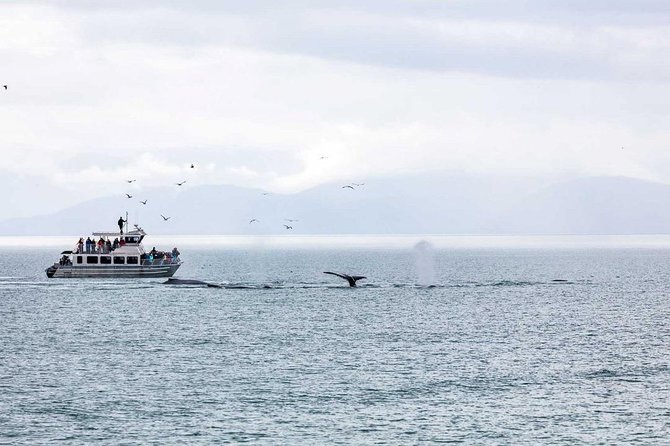 Mendenhall Glacier Visitor Center and Ultimate Whale Watch Combo - The Logistics of the Tour: Transportation and Timing