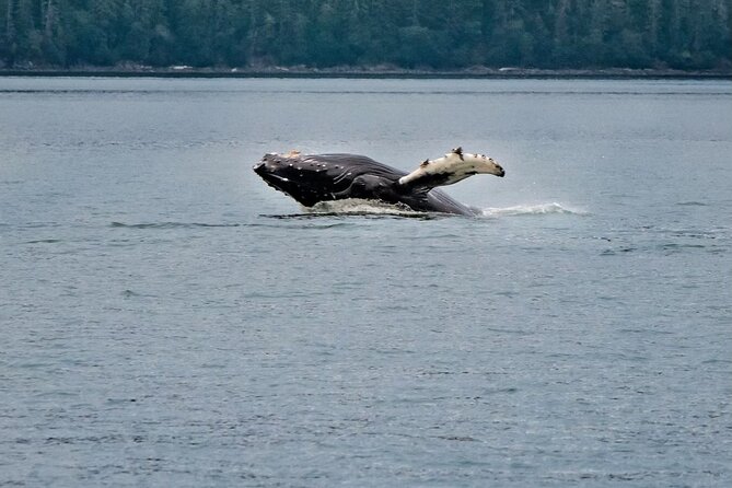 Mendenhall Glacier Waterfall and Whale Watching Tour - Explore Juneau’s Iconic Glacier and Waterfalls with a Small-Group Tour