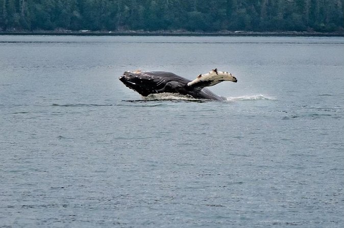 Mendenhall Glacier Waterfall and Whale Watching Tour - Logistical Details and Group Size