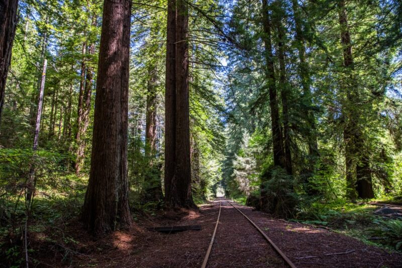 Mendocino County: Railbiking Tour Along the Noyo River - Considerations and Limitations