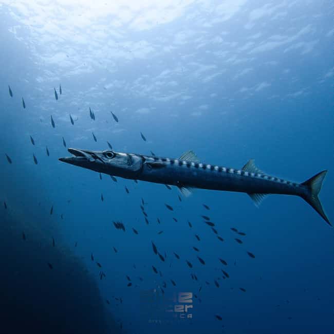 Menorca: Bautizo de buceo en aguas cristalinas con fotos - The Photos and Memories You Will Take Home