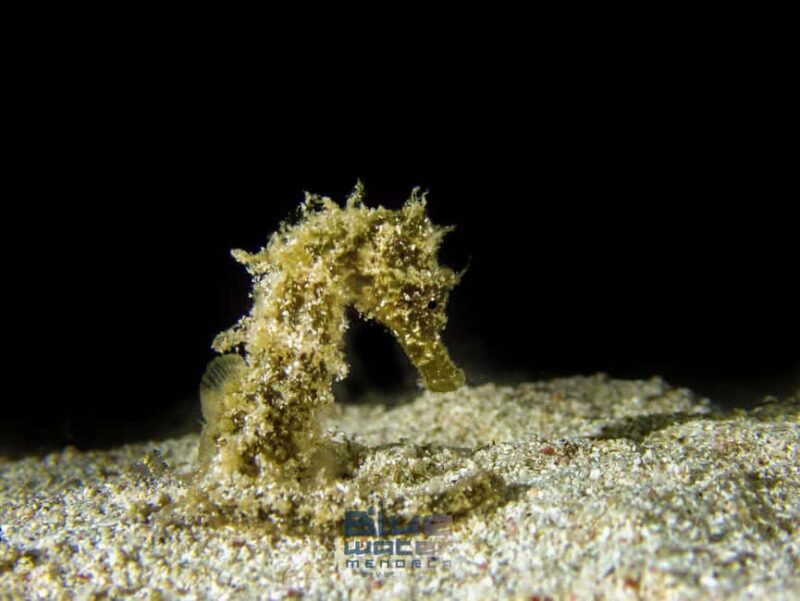 Menorca: Bautizo de buceo en aguas cristalinas con fotos - Timing, Pacing, and Group Size