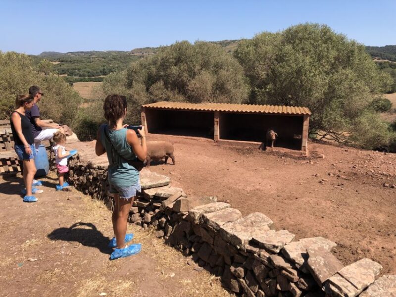 Menorca: Cheesemaking and Farm-Fresh Product Tasting - Feeding Cows and Calves: An Up-Close Farm Encounter