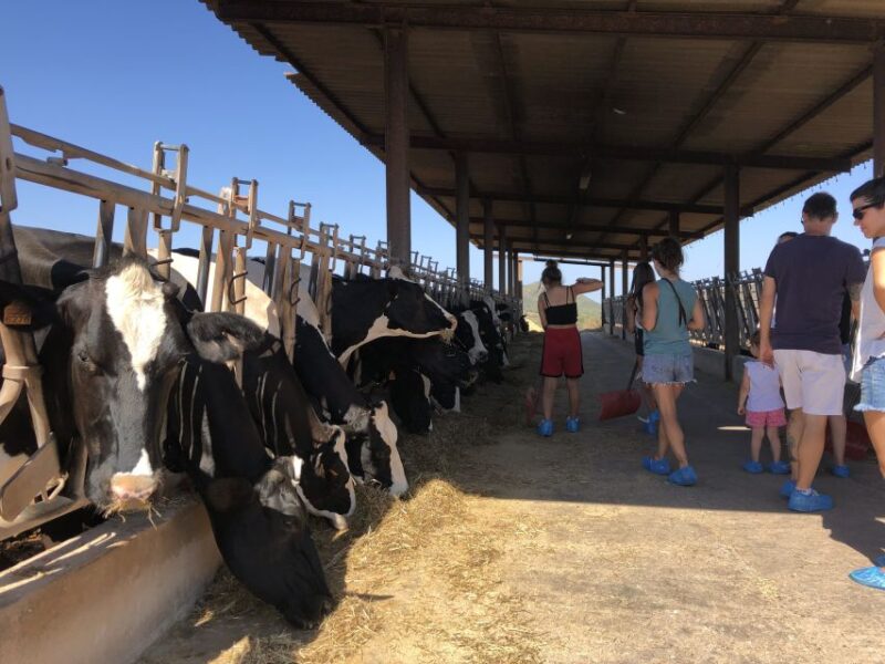 Menorca: Cheesemaking and Farm-Fresh Product Tasting - Sampling of Farm-Fresh Delights