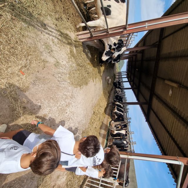 Menorca: Cheesemaking and Farm-Fresh Product Tasting - Personalizing Your Own Cheese and Its Journey