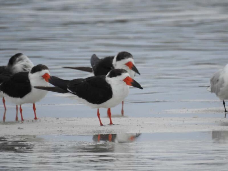 Merida: Birdwatching Tour in the Jungle and Coastline - Starting Point and Tour Duration in Merida