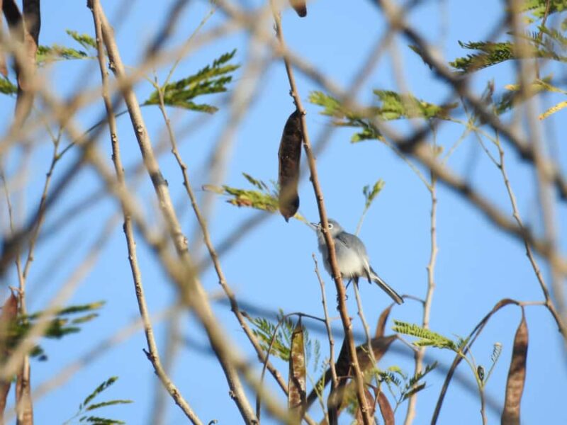 Merida: Birdwatching Tour in the Jungle and Coastline - What to Bring: Comfort and Practicality