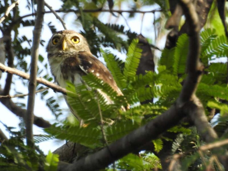 Merida: Birdwatching Tour in the Jungle and Coastline - The Walk Through Lush Vegetation and Wetlands
