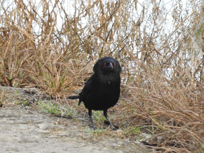 Merida: Birdwatching Tour in the Jungle and Coastline - Bilingual Guides and Small Group Experience