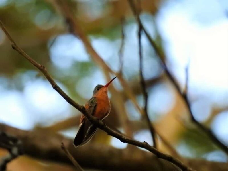 Merida: Birdwatching Tour in the Jungle and Coastline - How This Tour Compares to Other Experiences