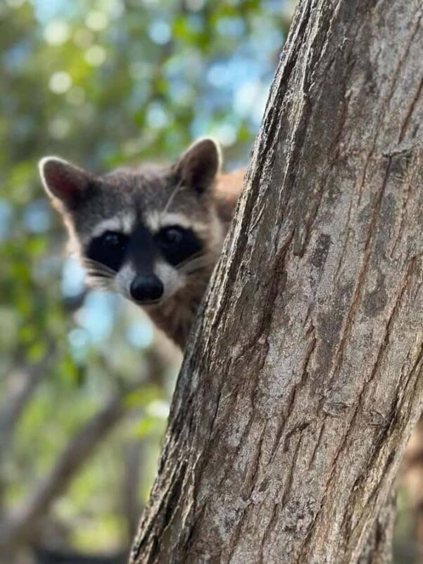 Mérida: Celestun Mangrove Boat Tour with Lunch - Key Points