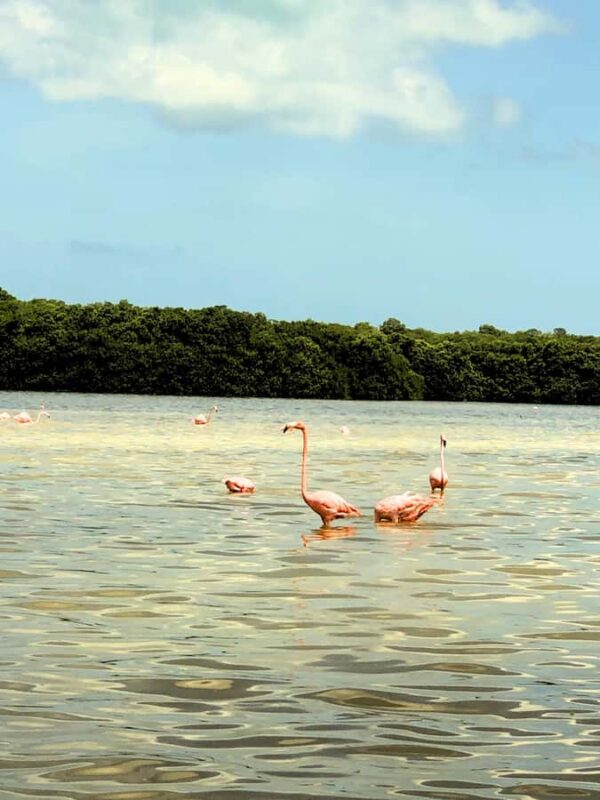 Mérida: Celestun Mangrove Boat Tour with Lunch - Limitations and Considerations