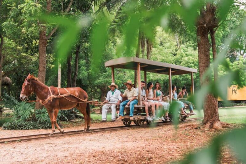 Mérida: Temazcal, Cenote, and Massage Experience - Returning on the Mule-Drawn Cart and the Location’s Natural Tranquility