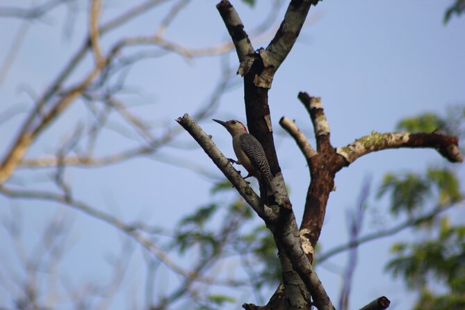 Merida Yucatan Birdwatching Activity - Practical Details and Group Size