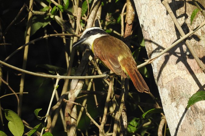 Merida Yucatan Birdwatching Activity - Booking and Cancellation Flexibility