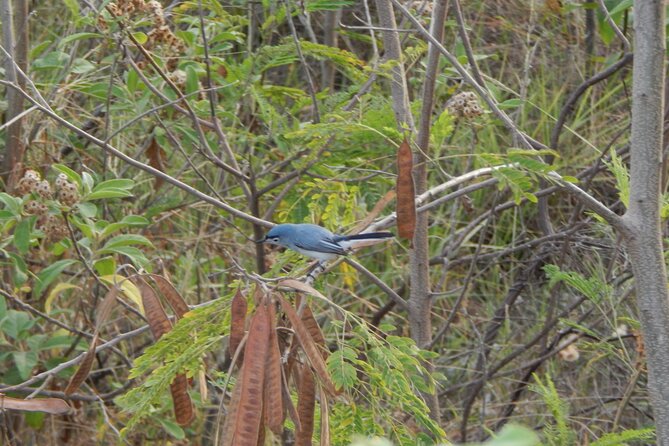 Merida Yucatan Birdwatching Activity - Why Choose This Birdwatching Tour?