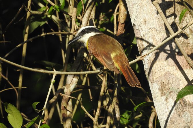 Merida Yucatan Birdwatching Activity - Who Will Appreciate This Experience Most?