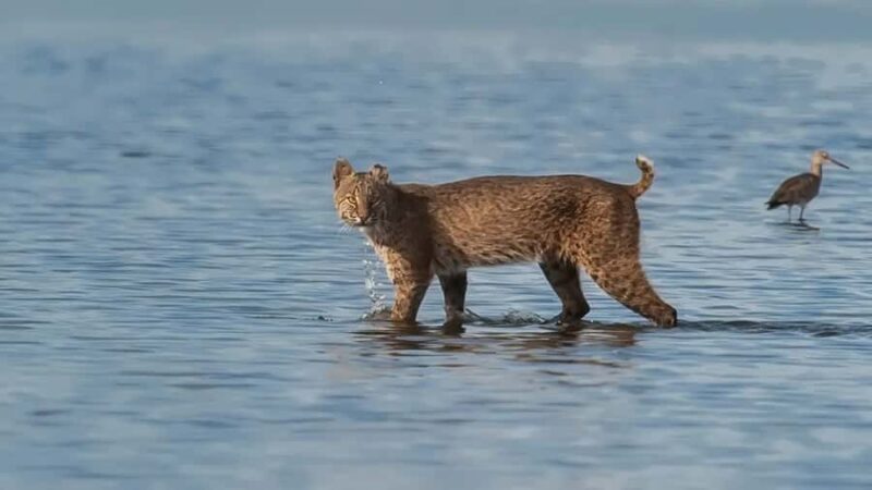 Merritt Island: 2-Hour Wildlife Boat Tour - Key Points