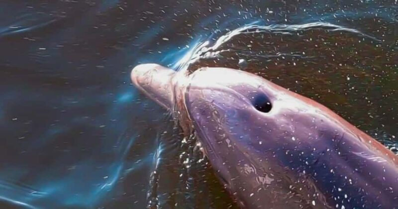 Merritt Island: Dolphin & Manatee Paddle Adventure - Discover Merritt Islands Dolphin & Manatee Paddle Adventure