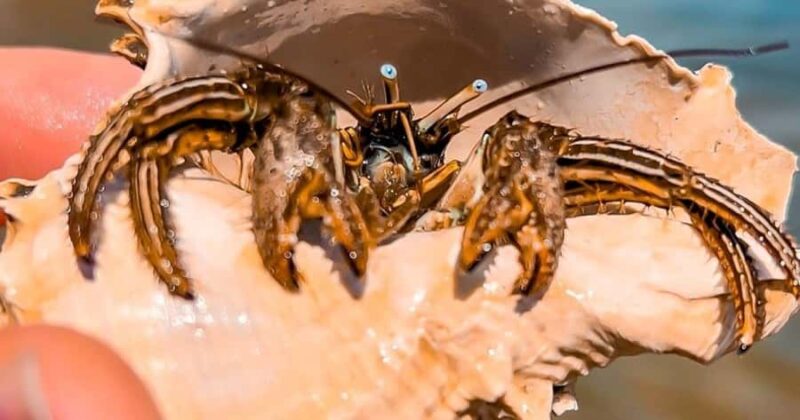 Merritt Island: Dolphin & Manatee Paddle Adventure - What the 2-Hour Paddle Experience Involves