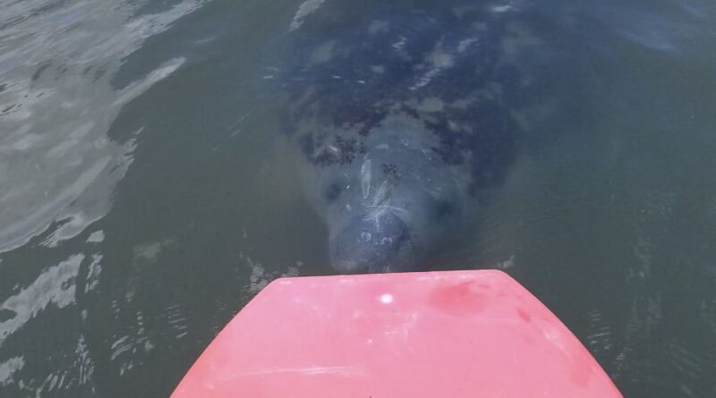 Merritt Island: Manatee Watching Paddle or Kayak Tour - Merritt Island Wildlife Viewing on Waterways