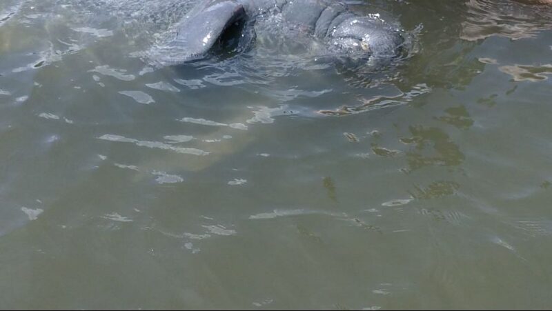 Merritt Island: Manatee Watching Paddle or Kayak Tour - The Significance of Merritt Islands Wildlife