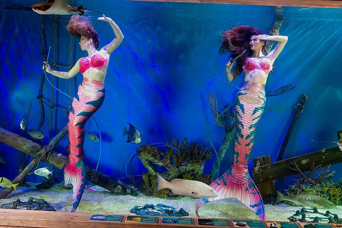 Mertailor's Mermaid Aquarium Encounter General Admission - Key Points