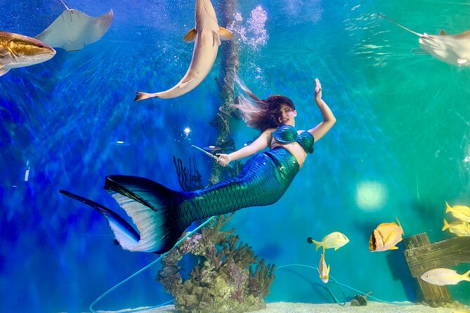 Mertailor's Mermaid Aquarium Encounter General Admission - The Caribbean Saltwater Aquarium: A Visual Spectacle