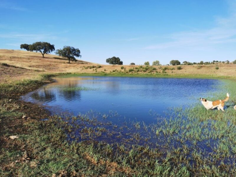 Mértola's Stunning Countryside Picnic - Savoring Local Tapas and Petiscos