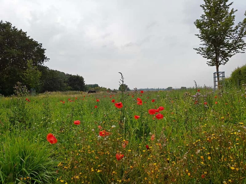 Messines: Battle of Messines Guided Tour with Transport - Exploring the Battle of Messines and Its Significance