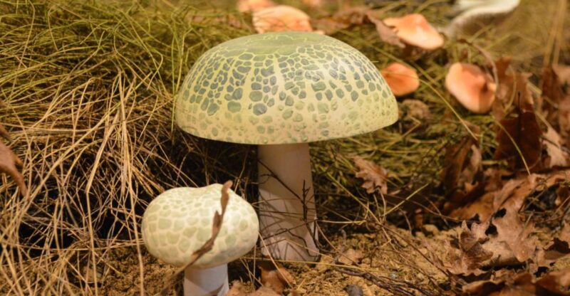 Meteora: Natural History Museum and Mushroom Museum Tour - Key Points