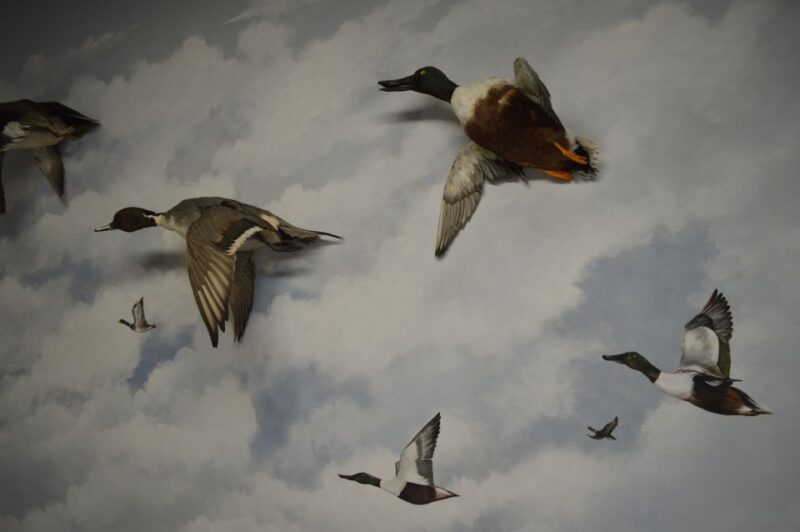 Meteora: Natural History Museum and Mushroom Museum Tour - Frequently Asked Questions