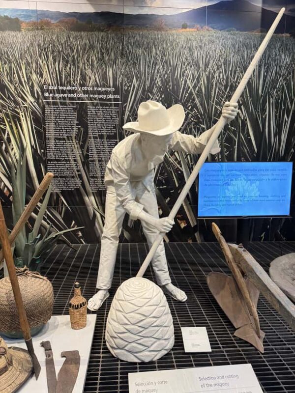 Mexico City: Agave Museums, Tastings and Mariachi Night Tour - Practical Details: Meeting, Pacing, and Accessibility