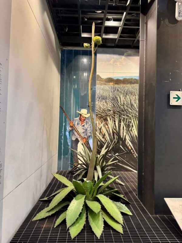 Mexico City: Agave Museums, Tastings and Mariachi Night Tour - Who Would Most Enjoy This Tour?