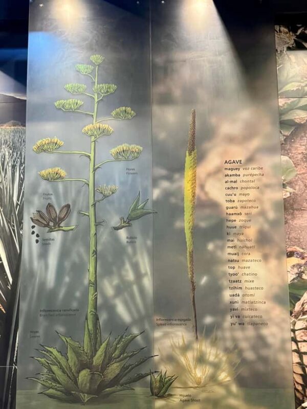 Mexico City: Agave Museums, Tastings and Mariachi Night Tour - Mexico City’s Spirit and Song in One Evening