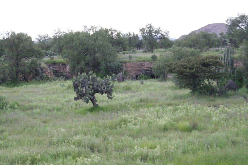 Mexico City: Basilica and Teotihuacan Pyramids Tour - Key Points