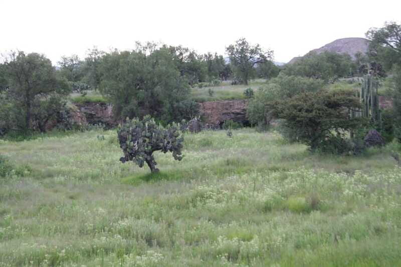 Mexico City: Basilica and Teotihuacan Pyramids Tour - Discovering Tlatelolco’s Archaeological Zone