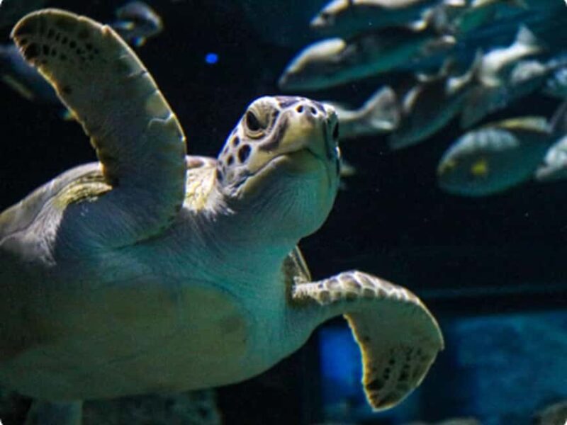 Mexico City: Entry Ticket to Acuario Michin - Discover Mexico’s Biodiversity and Indigenous Culture at Acuario Michin