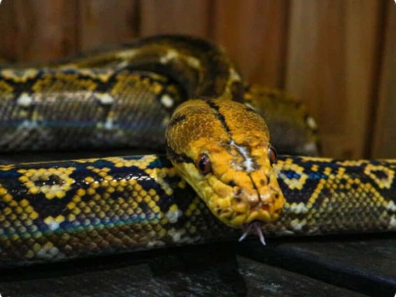 Mexico City: Entry Ticket to Acuario Michin - Practical Details: Visiting and Rules at Acuario Michin