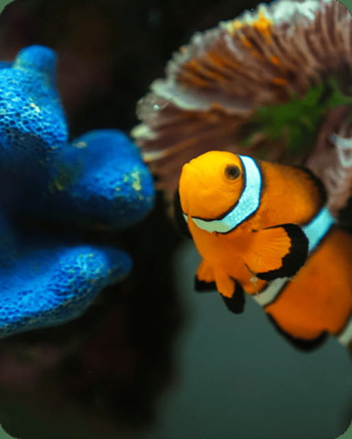 Mexico City: Fast Pass Ticket to Acuarium Inbursa - Experience the Fascinating Marine World of Mexico Citys Inbursa Aquarium with a Fast Pass Ticket