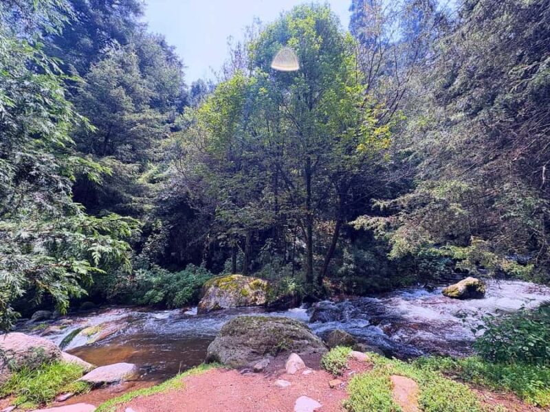 Mexico City: Guided Hike in the Dinamos Forest - Starting Point in Condesa: Meeting at La Churrería El Moro