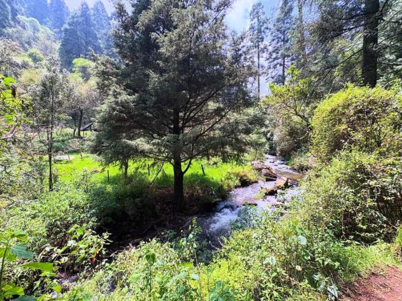 Mexico City: Guided Hike in the Dinamos Forest - Exploring the Ruins of the Old Dynamos