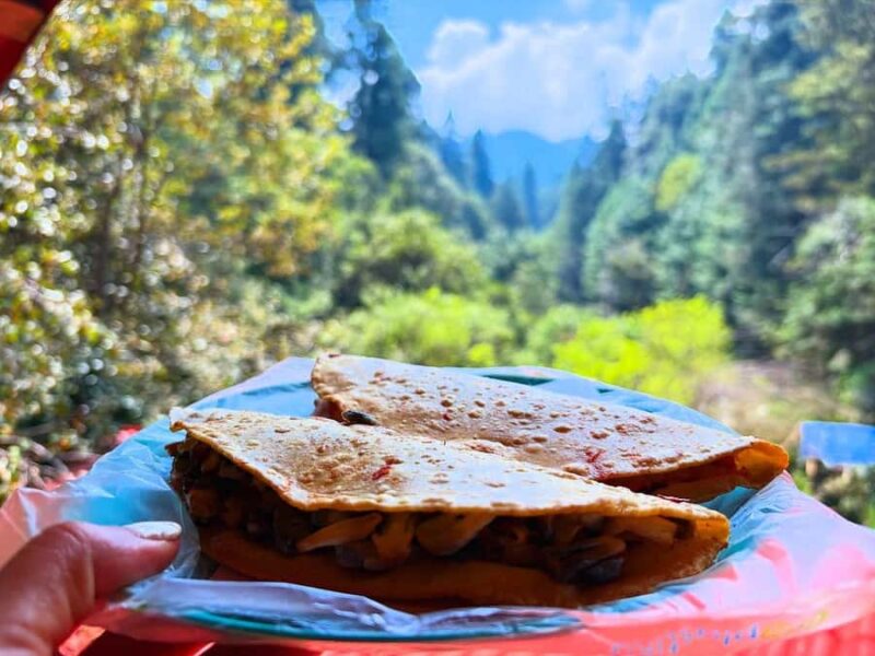 Mexico City: Guided Hike in the Dinamos Forest - Encountering the Endemic Oyamel Tree and Forest Flora
