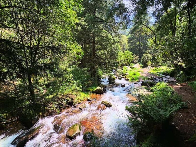 Mexico City: Guided Hike in the Dinamos Forest - Suitable for Beginners and Nature Enthusiasts
