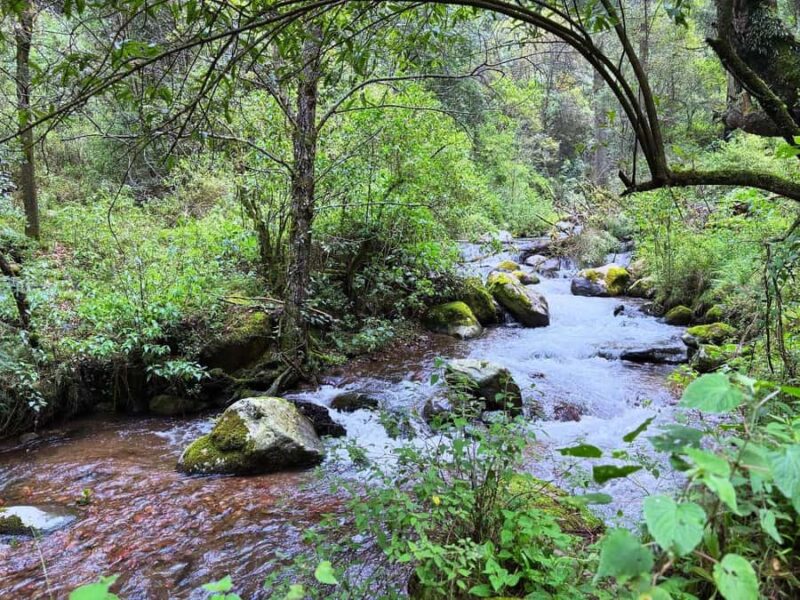 Mexico City: Guided Hike in the Dinamos Forest - Why This Tour Is a Great Choice for Nature and History Fans