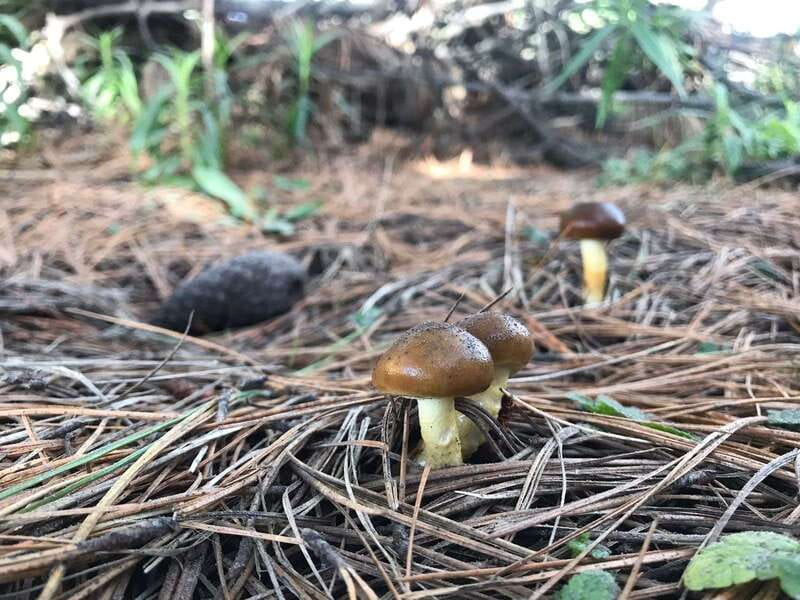 Mexico City: Guided Volcano Trek with Lunch - Climbing Cerro Altzomoni to View Popocatepetls Fumaroles
