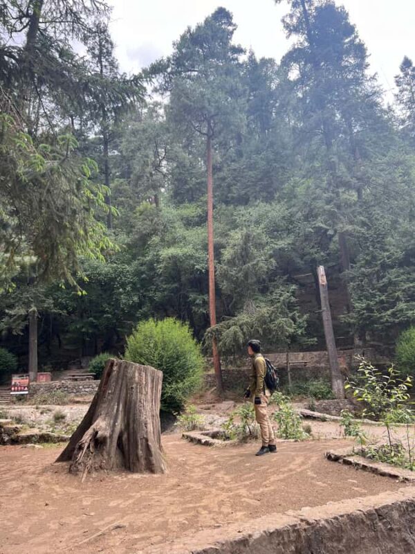 Mexico City: Hiking tour to the Desert of the Lions - Mexico City Hiking Tour to the Desert of the Lions Starts with Convenient Pickup