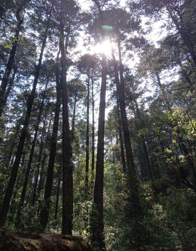 Mexico City: Morning Hiking at Mirador Coconetla - Explore Mexico City’s Natural Beauty with a Guided Morning Hike